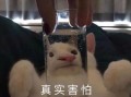 情感文案搞怪沙雕，情感文案搞怪沙雕句子