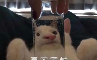 情感文案搞怪沙雕，情感文案搞怪沙雕句子