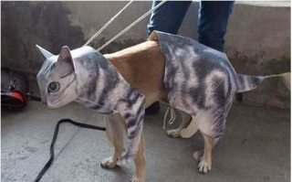 脱口秀段子猫咪，脱口秀经典段子稿子
