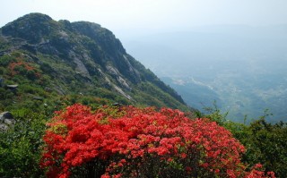 映山红游玩攻略，映山红旅游攻略